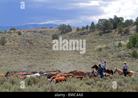 Cowboys auf einem Almabtrieb in der Wüste in der Nähe von Kuba, New Mexico, USA. Stockfoto