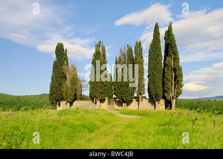 Toskana Zypressen Tuscany Zypressen 01 Stockfoto, Bild 37274421 Alamy