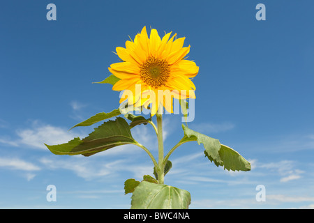 Sonnenblume gegen blauen Himmel Stockfoto