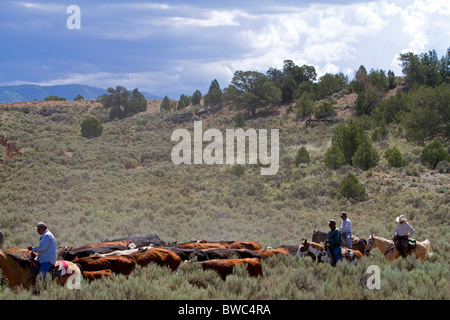 Cowboys auf einem Almabtrieb in der Wüste in der Nähe von Kuba, New Mexico, USA. Stockfoto