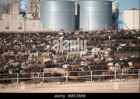 Drängten sich Rinder Feedlot nahe Hereford im Bereich Panhandle von Texas, USA Stockfoto