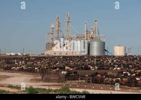 Drängten sich Rinder Feedlot nahe Hereford im Bereich Panhandle von Texas, USA Stockfoto