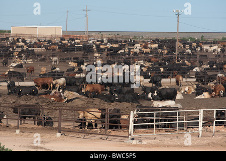 Drängten sich Rinder Feedlot nahe Hereford im Bereich Panhandle von Texas, USA Stockfoto