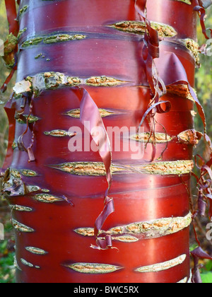 Tibetische Kirsche oder Papier Rinde Kirsche - Prunus Serrula tibetica Stockfoto