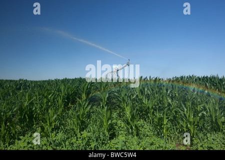 Sprinkler Kopf schießt Wasser auf Kornfeld in landwirtschaftliche Fläche von Texas Panhandle. Stockfoto