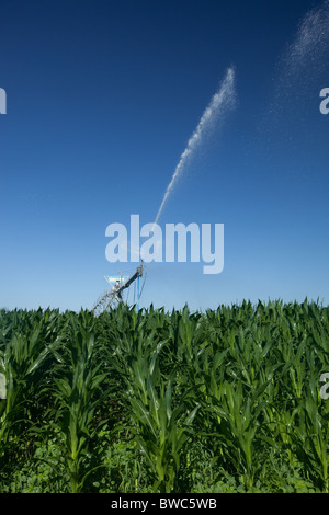 Sprinkler Kopf schießt Wasser auf Kornfeld in landwirtschaftliche Fläche von Texas Panhandle. Stockfoto