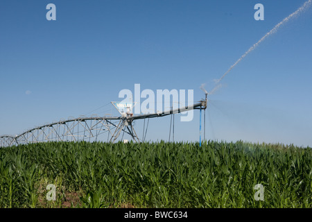 Sprinkler Kopf schießt Wasser auf Kornfeld in landwirtschaftliche Fläche von Texas Panhandle. Stockfoto