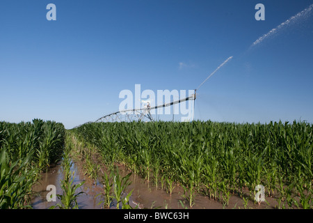 Sprinkler Kopf schießt Wasser auf Kornfeld in landwirtschaftliche Fläche von Texas Panhandle. Stockfoto