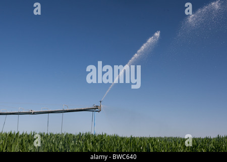 Sprinkler Kopf schießt Wasser auf Kornfeld in landwirtschaftliche Fläche von Texas Panhandle. Stockfoto