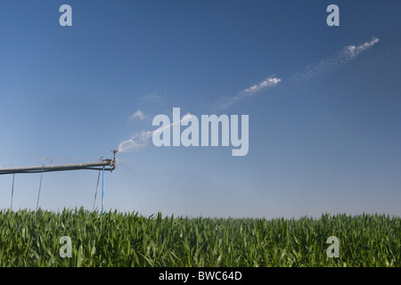 Sprinkler Kopf schießt Wasser auf Kornfeld in landwirtschaftliche Fläche von Texas Panhandle. Stockfoto