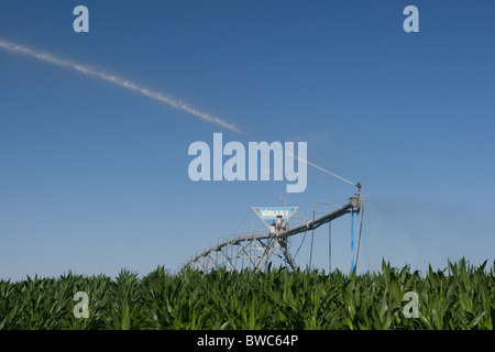Sprinkler Kopf schießt Wasser auf Kornfeld in landwirtschaftliche Fläche von Texas Panhandle. Stockfoto