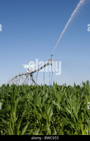 Sprinkler Kopf schießt Wasser auf Kornfeld in landwirtschaftliche Fläche von Texas Panhandle. Stockfoto