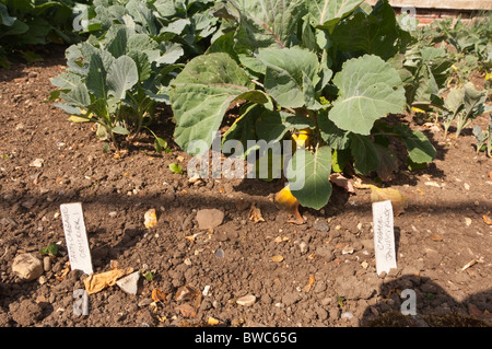 Zwei Sorten von Kohl wächst in ein Gemüse Garten im Vereinigten Königreich (Savoy Cabbage Ormskirk und Januar König Kohl) Stockfoto