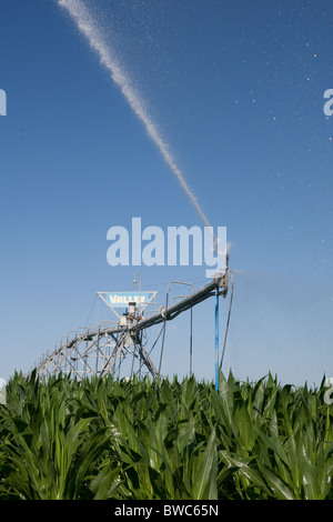 Sprinkler Kopf schießt Wasser auf Kornfeld in landwirtschaftliche Fläche von Texas Panhandle. Stockfoto