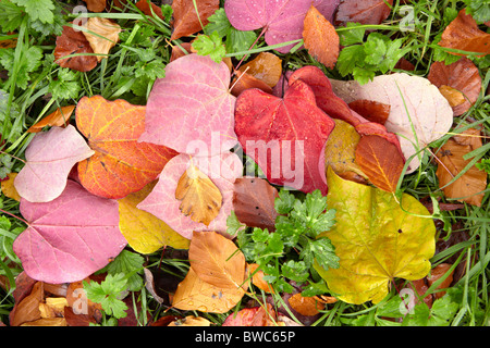 Blätter im Herbst von Cercis Canadensis common Name Forest Pansy Stockfoto