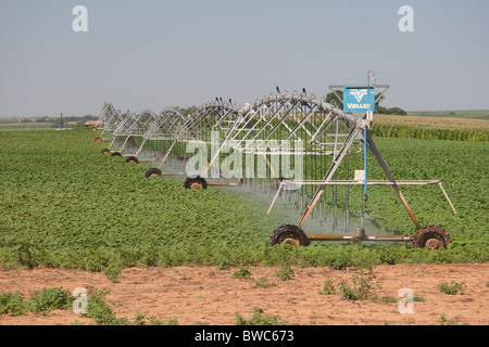 Irrigator Wasser Bereich der Sojabohnen in landwirtschaftliche Fläche von Texas Panhandle. Stockfoto