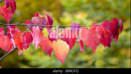 Blätter im Herbst von Cercis Canadensis common Name Forest Pansy Stockfoto