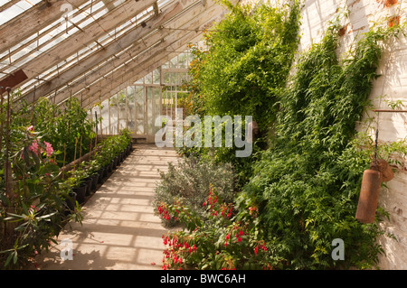 Ein Gewächshaus in der Redisham Hall öffnen Gärten in Redisham, Suffolk, England, Großbritannien, Uk Stockfoto