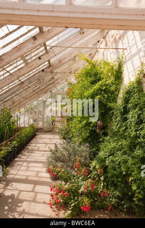 Ein Gewächshaus in der Redisham Hall öffnen Gärten in Redisham, Suffolk, England, Großbritannien, Uk Stockfoto