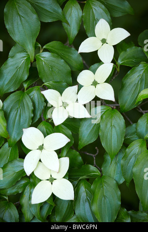 Blumen von Cornus Kousa sinensis Stockfoto