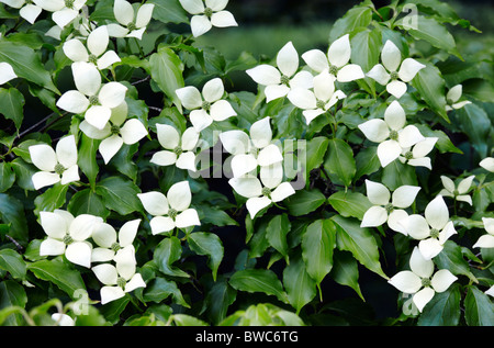 Blumen von Cornus Kousa sinensis Stockfoto