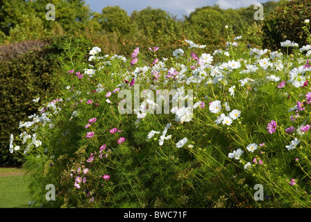 COSMOS BIPINNATUS SENSATION SERIE Stockfoto