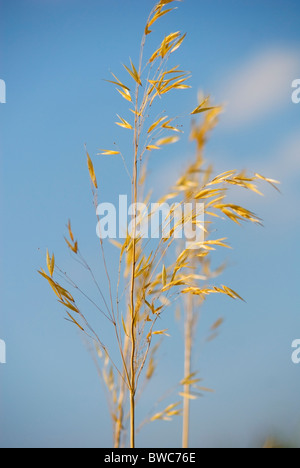 STIPA GIGANTEA GOLD ERRICHTETE Stockfoto