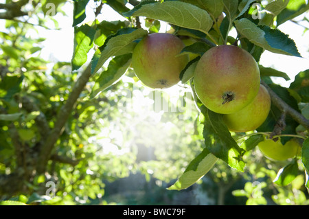 Äpfel in der Morgensonne Stockfoto