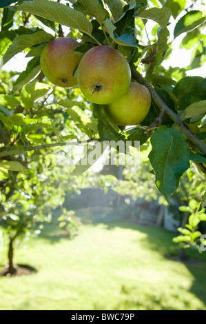 Äpfel in der Morgensonne Stockfoto