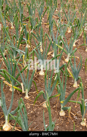 Reihen von Zwiebeln wachsen in den Gemüsegärten in Redisham Hall öffnen Gärten in Suffolk, England, Großbritannien, Uk Stockfoto