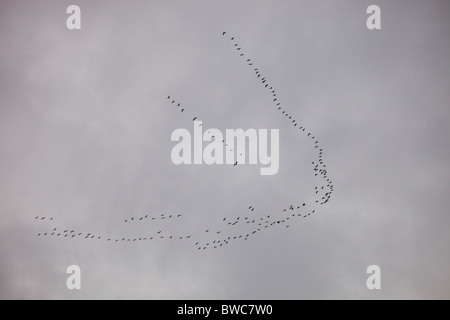 Ein Knäuel rosa Footed Gänse fliegen in V-Formation über den Lake District, UK. Stockfoto