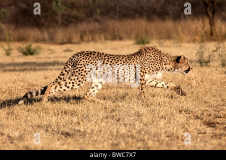 Gepard stalking Beute in Namibia Stockfoto