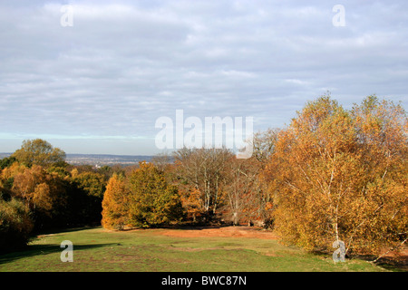 Hohe Buche oder Strand Epping Forest Stockfoto