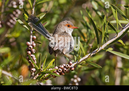 WEIBLICHE HERVORRAGENDE FAIRY-WREN THRONT IN EINEM BUSCH Stockfoto