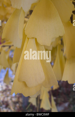 Goldenes farbigen Laub von einem Ginkgo Biloba Baum im Herbst Stockfoto