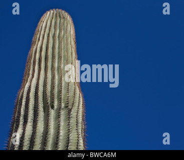 USA, Arizona, Phoenix, Saguaro Kaktus (Carnegiea Gigantea) gegen blauen Himmel Stockfoto