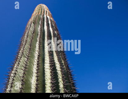 USA, Arizona, Phoenix, Kaktus gegen blauen Himmel Stockfoto