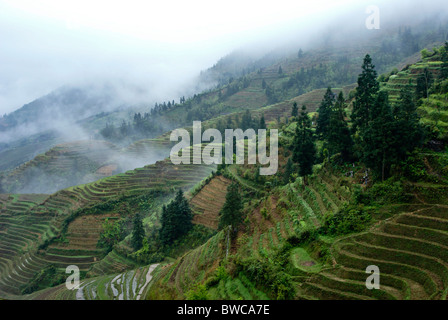 Nebligen Reisterrassen von Longsheng, Guangxi, China Stockfoto