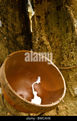 Kautschuk tropft in Cup aus gezapften Baum, Xishuangbanna, Yunnan, China Stockfoto