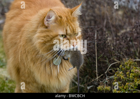 Eine Katze eine Maus gefangen Stockfoto