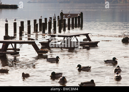 Lake Windermere im Lake District, Großbritannien, Überschwemmungen in regelmäßigen Abständen als Klima Veränderung führt zu häufigeren Unwetter Stockfoto