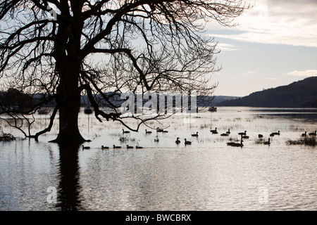 Lake Windermere im Lake District, Großbritannien, Überschwemmungen in regelmäßigen Abständen als Klima Veränderung führt zu häufigeren Unwetter Stockfoto