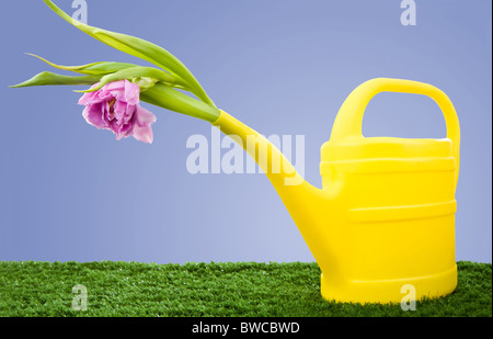 Bild der Gießkanne mit lila Gladiolen auf dem grünen Rasen im Garten Stockfoto
