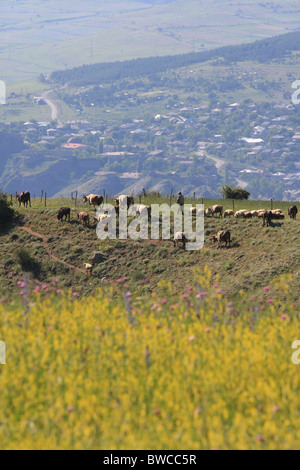 Shepherd in the Caucasus, in Georgia Stockfoto