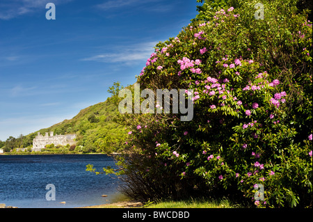 Kylemore Abbey und Lough Pollacappul, Connemara, Co. Galway, Irland, mit blühenden Rhododendron im Vordergrund Stockfoto