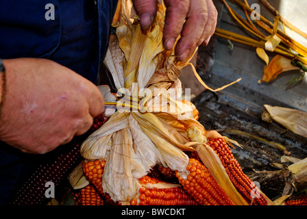 Kolben des Mais rot und gelb, während die Handwerkskunst Stockfoto