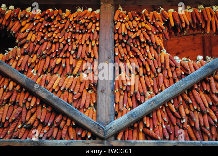 Kolben des Mais rot und gelb, während die Handwerkskunst Stockfoto