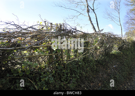 Traditionelle Hecke um ein Feld in Selborne, Hampshire, England, Großbritannien Stockfoto