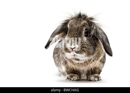 Ein Studio Stil Landschaft Foto von einem braunen Löwenkopf Hauskaninchen vor einem weißen Hintergrund. Stockfoto