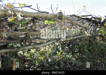 Traditionelle Hecke um ein Feld in Selborne, Hampshire, England, Großbritannien Stockfoto